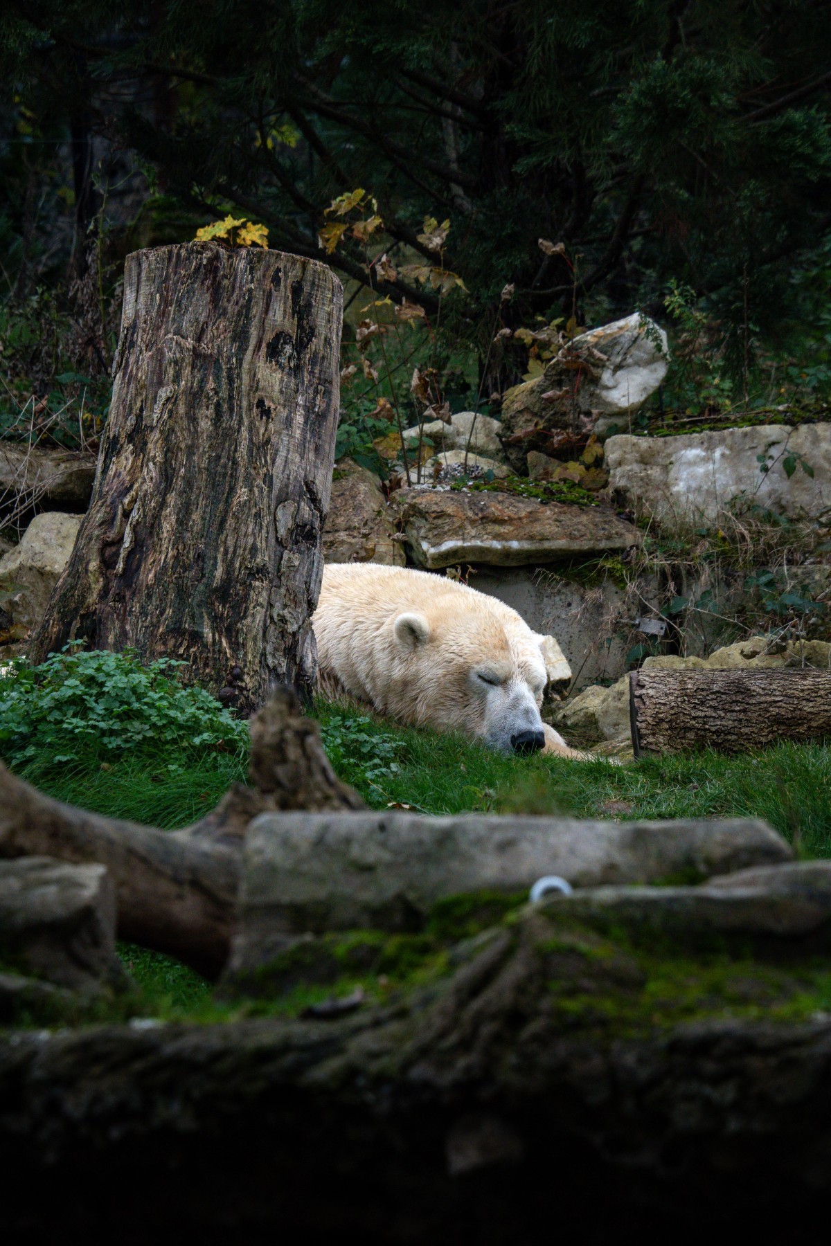 Pairi Daiza Polar Bear