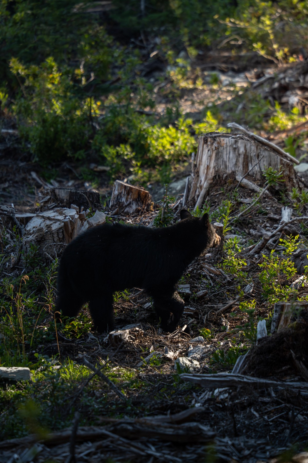 Bear in the Sunlight