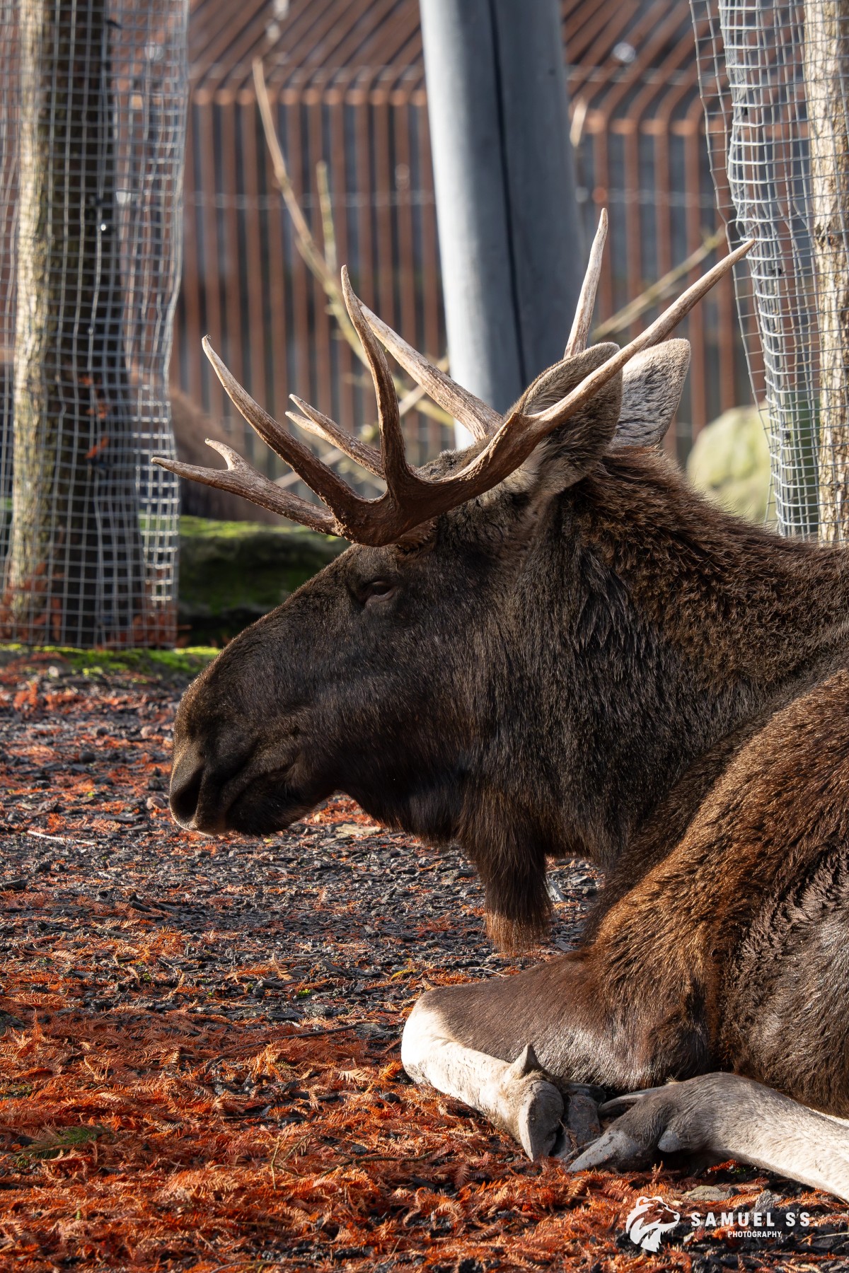 Moose in the morning sun