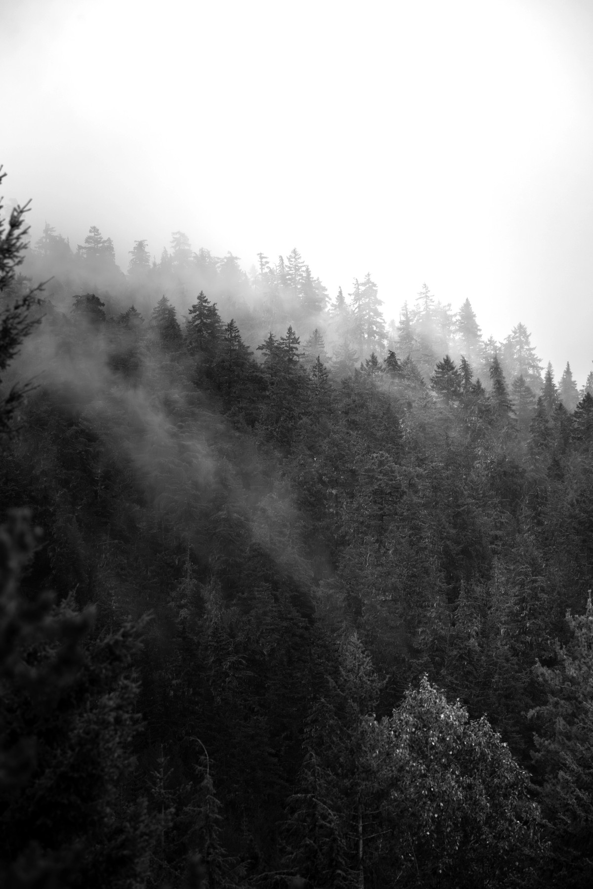Mountain Fog