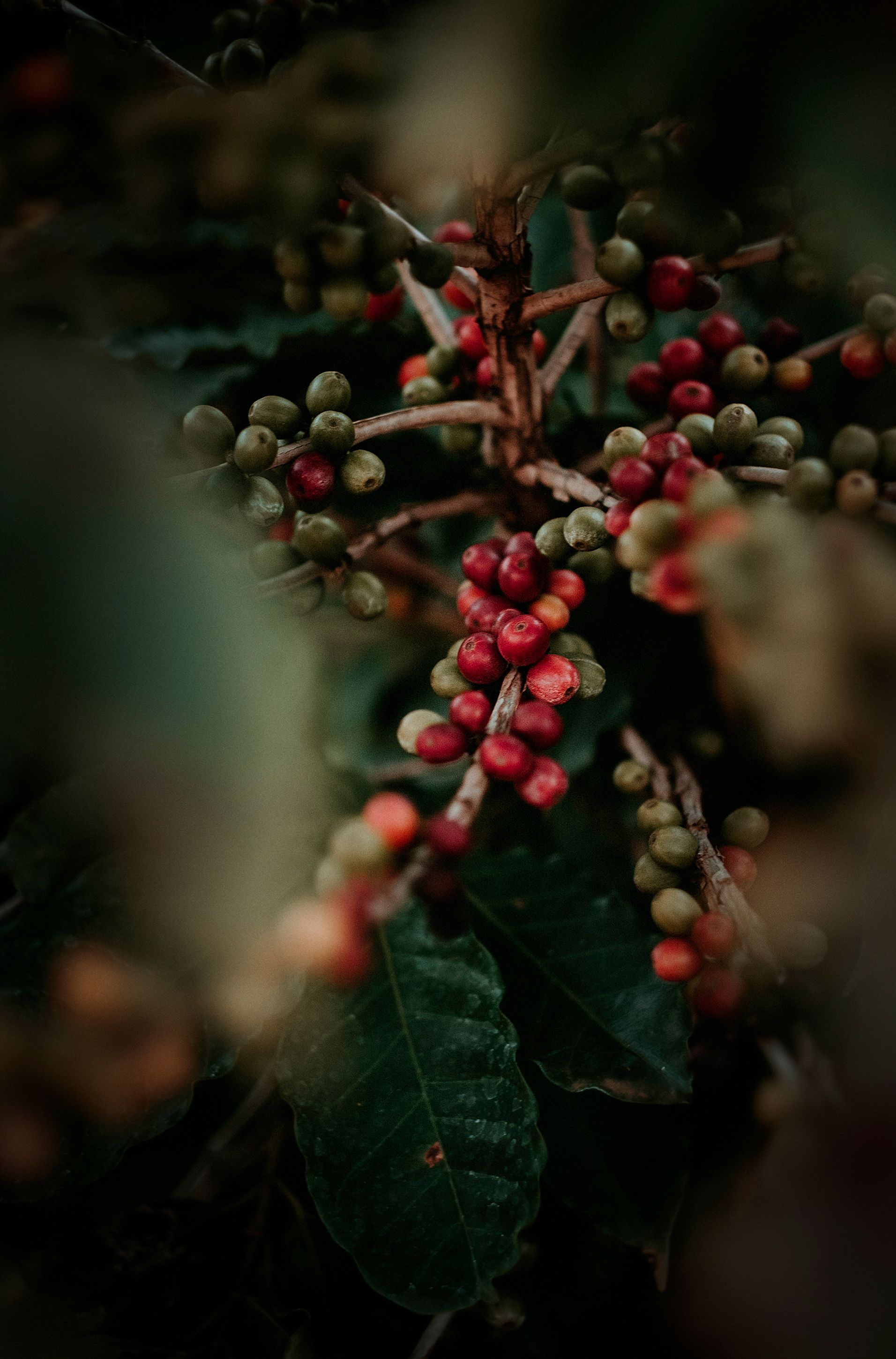 organic Fairtrade shade-grown Arabica coffee