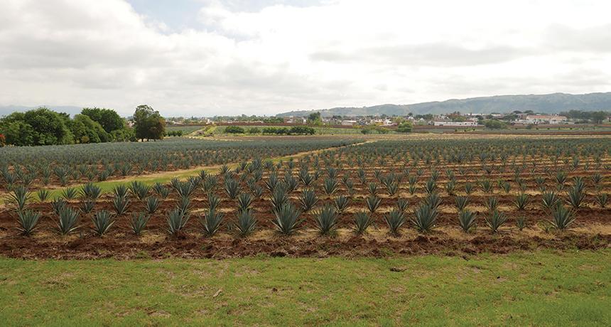 agave field