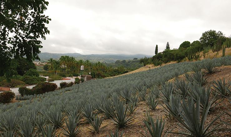 agave farm