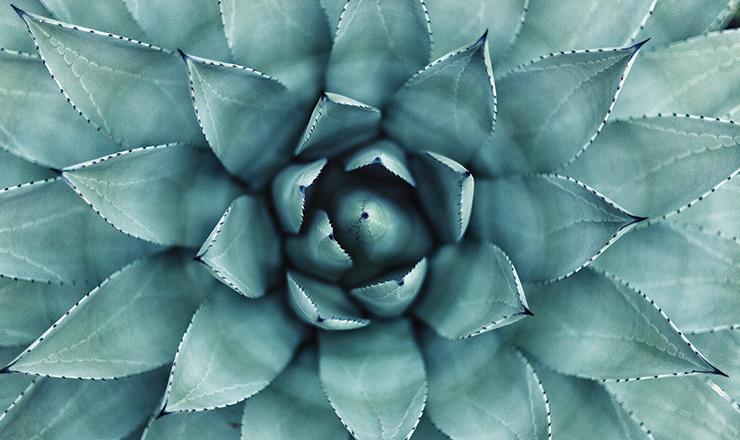 agave