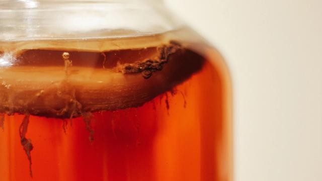 kombucha jar icon