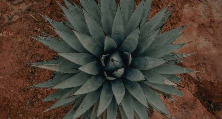 agave