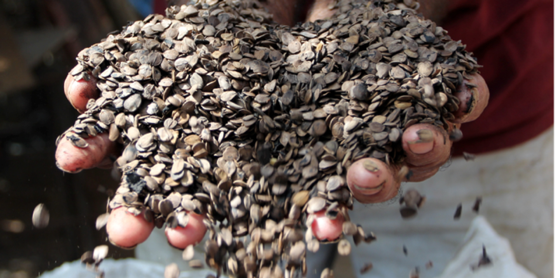 morro seed
