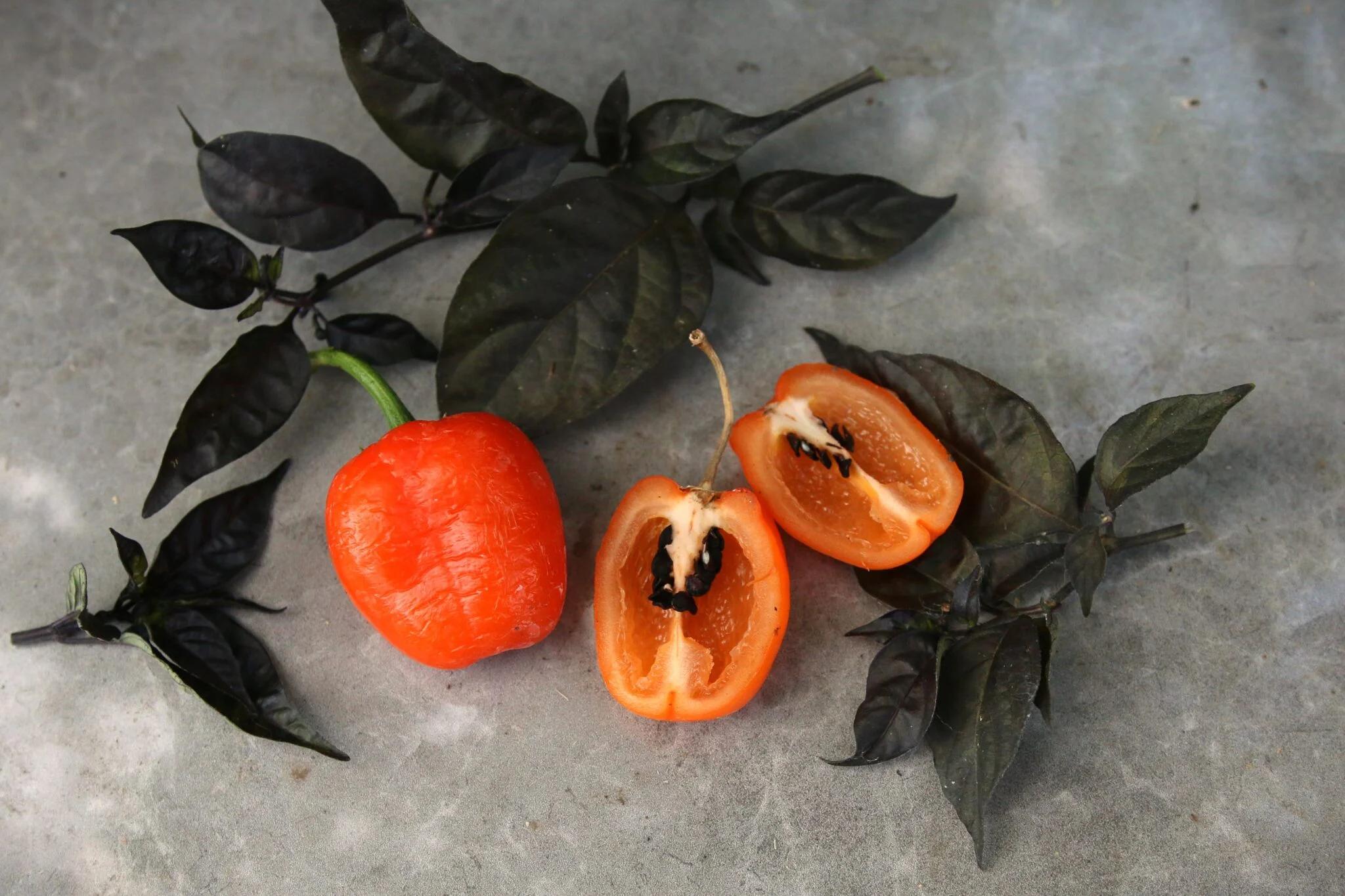 Rocoto Canario fröer