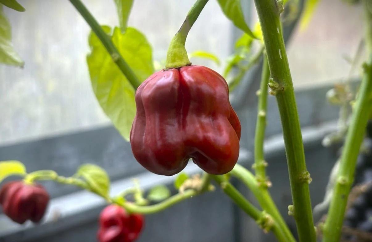 Habanero Cappuccino (Capsicum chinense) fröer