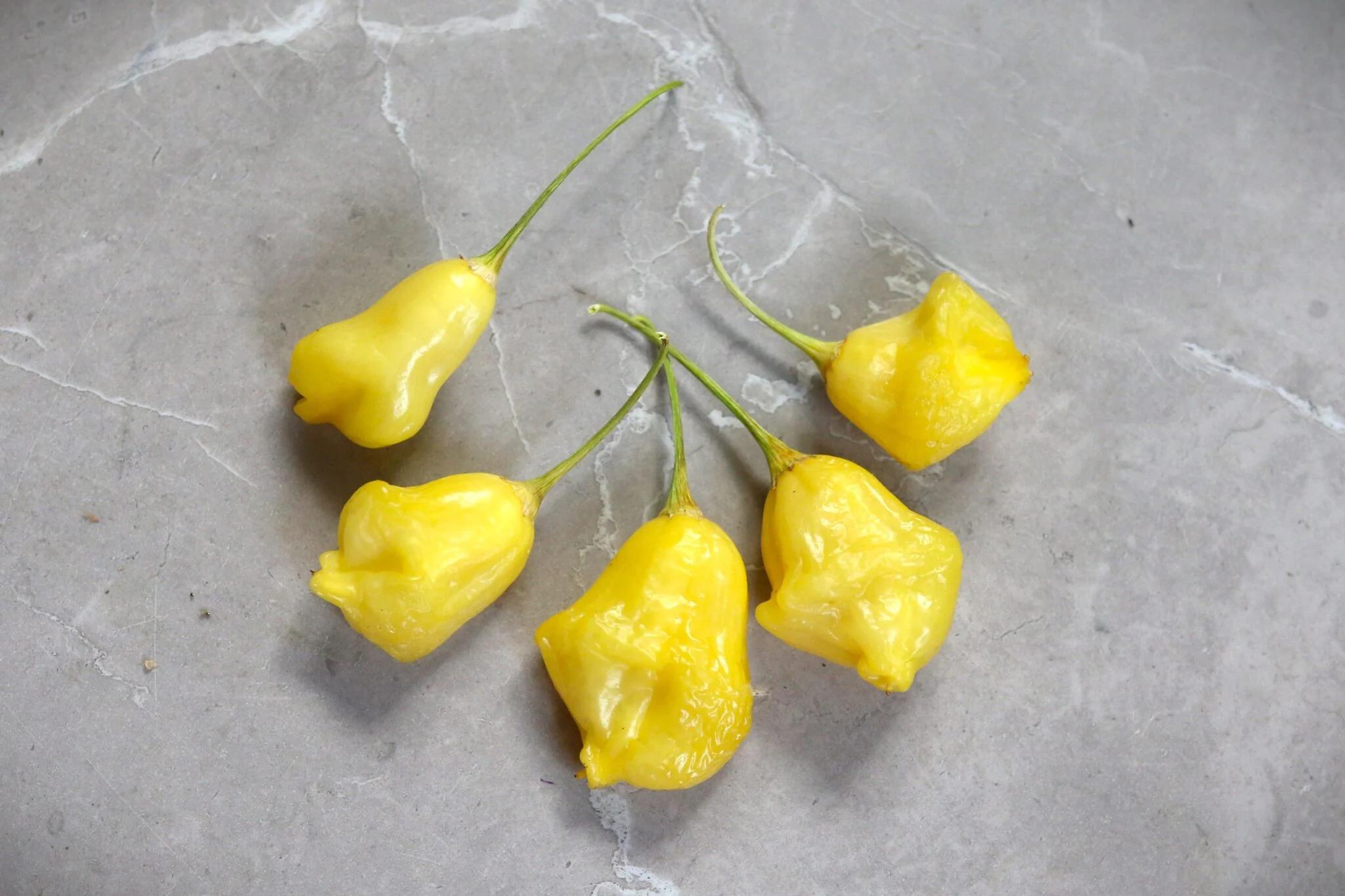 Aji Fantasy Yellow fröer