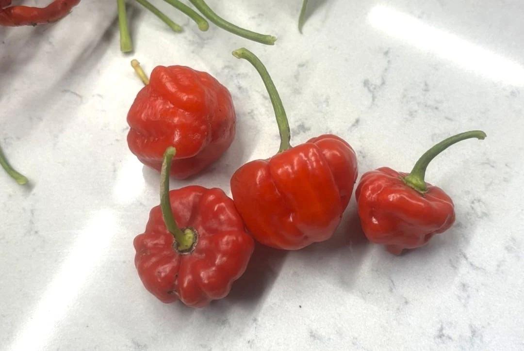 Aji Dulce Puerto Rico fröer