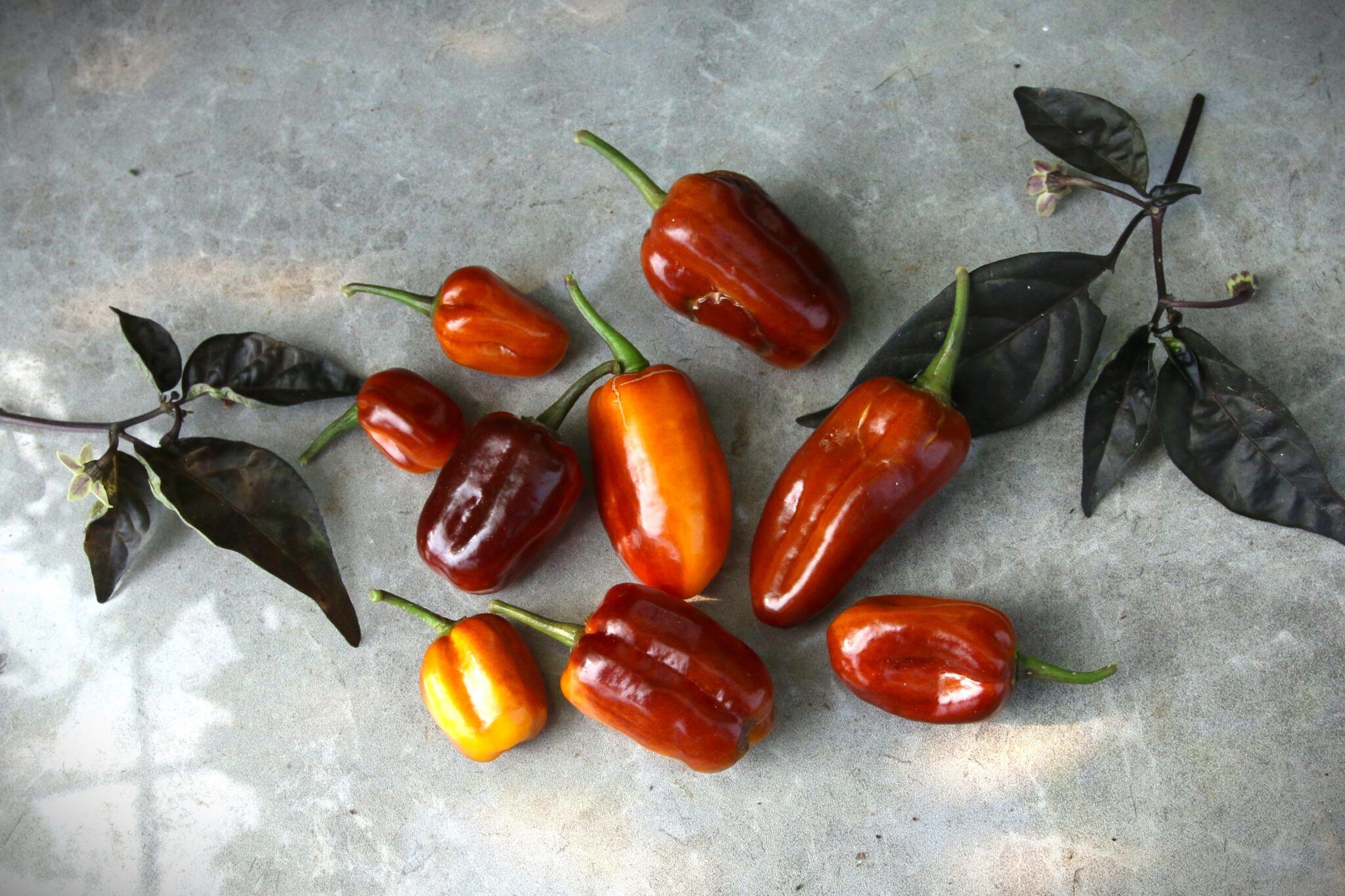 Pimenta Puma Gold (Capsicum chinense) fröer