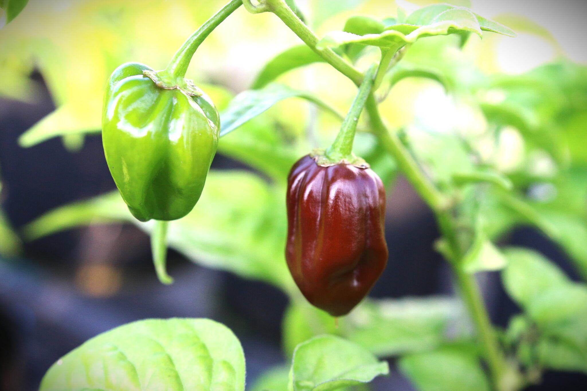 Devils Tongue Chocolate (Capsicum pubescens) - röd - Capsicum chinense fröer