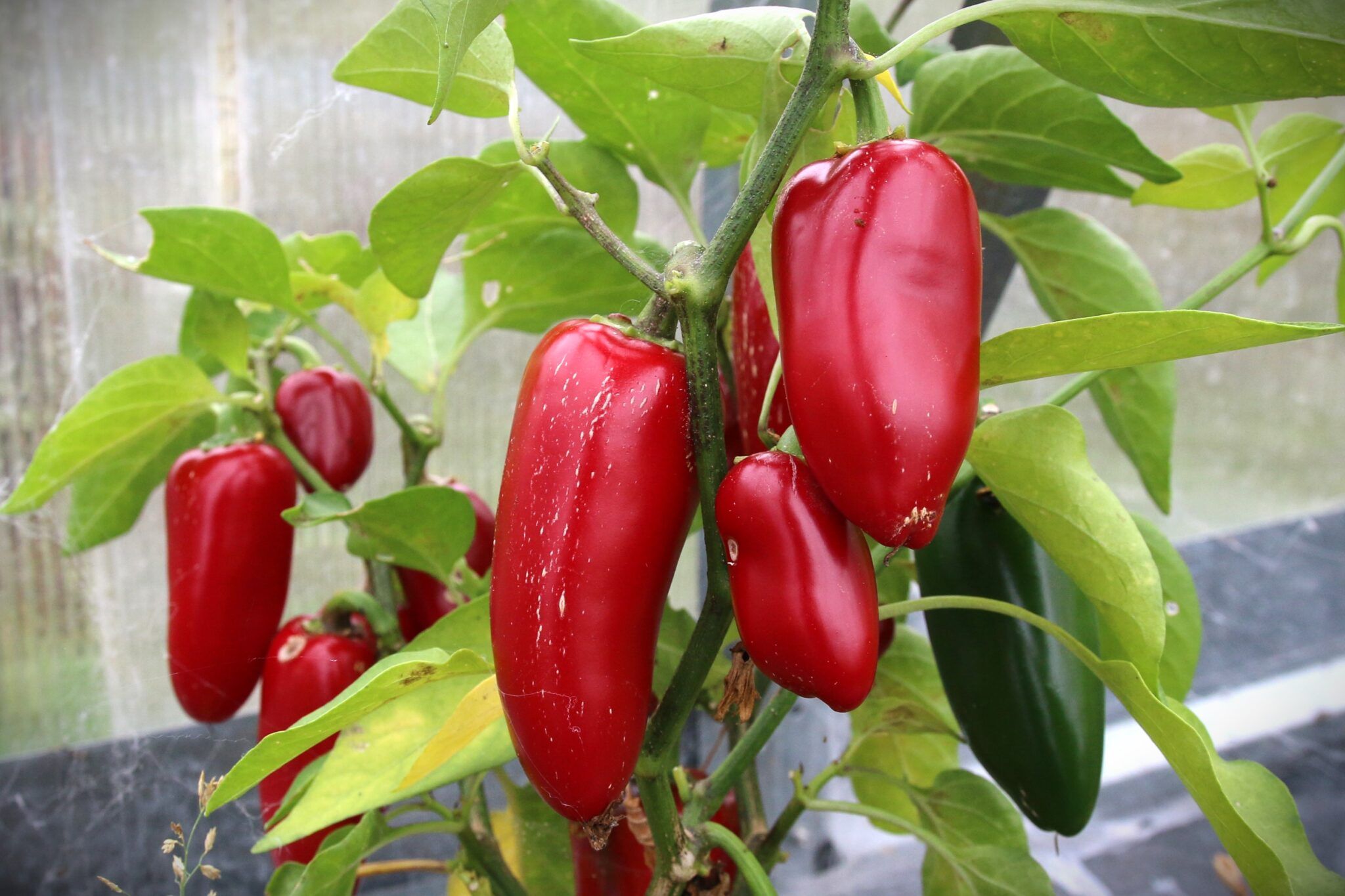 Jalapeno Senõrita (Capsicum annuum) fröer