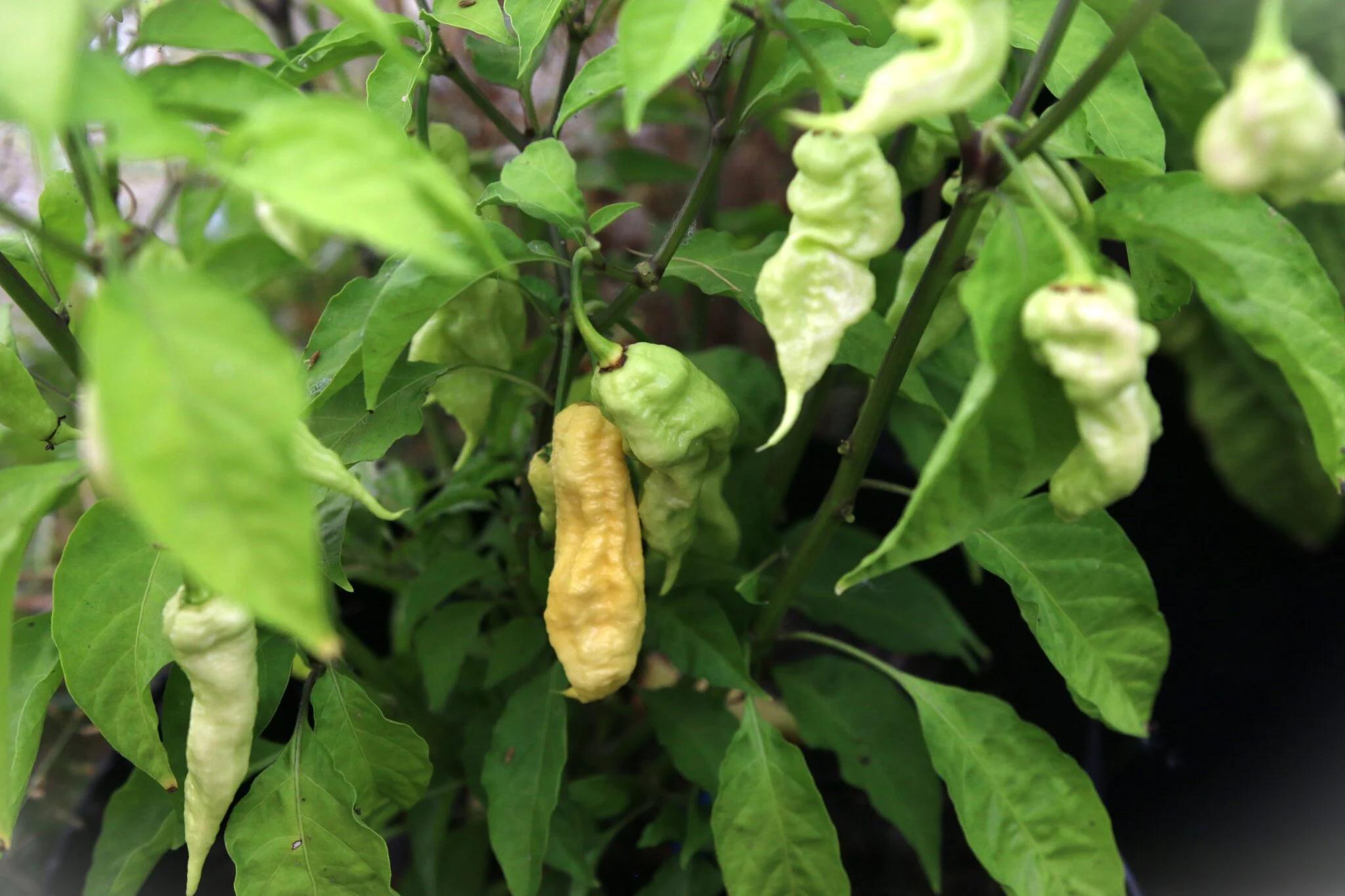 Jay's White Ghost Scorpion (Capsicum chinense) - Krämvit fröer