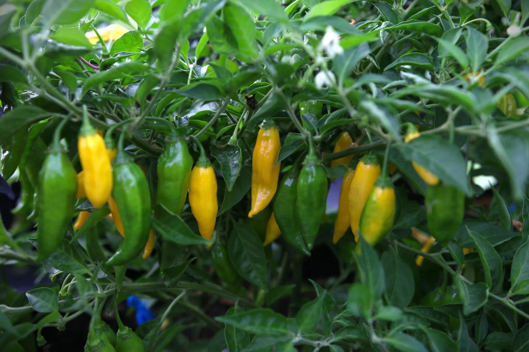 Aji Mochero fröer