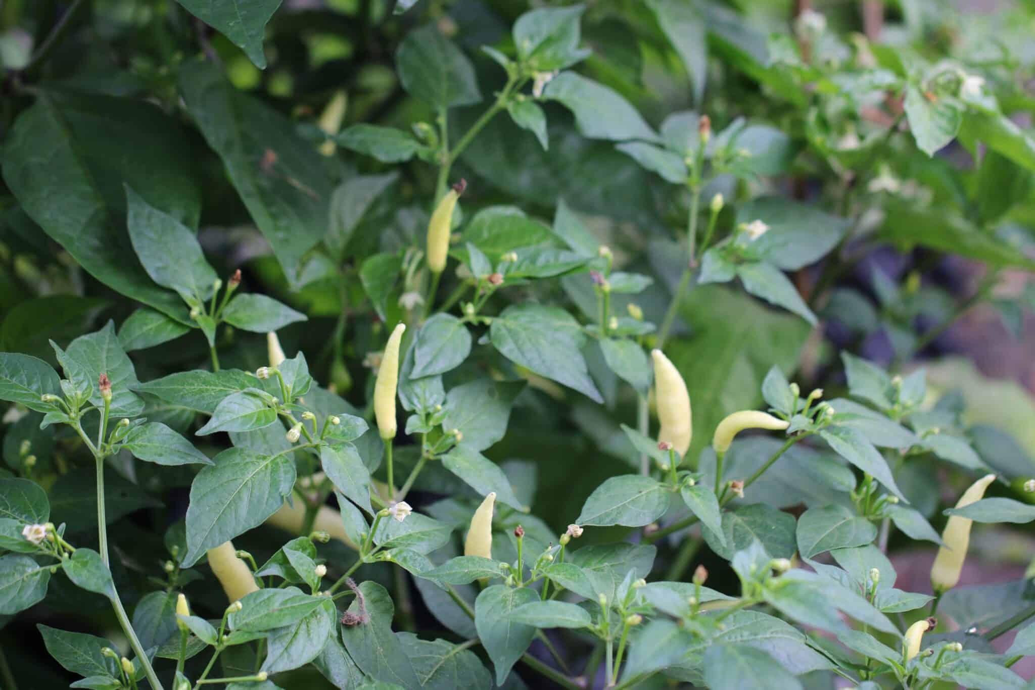 Aji Omnicolor (Capsicum baccatum) fröer
