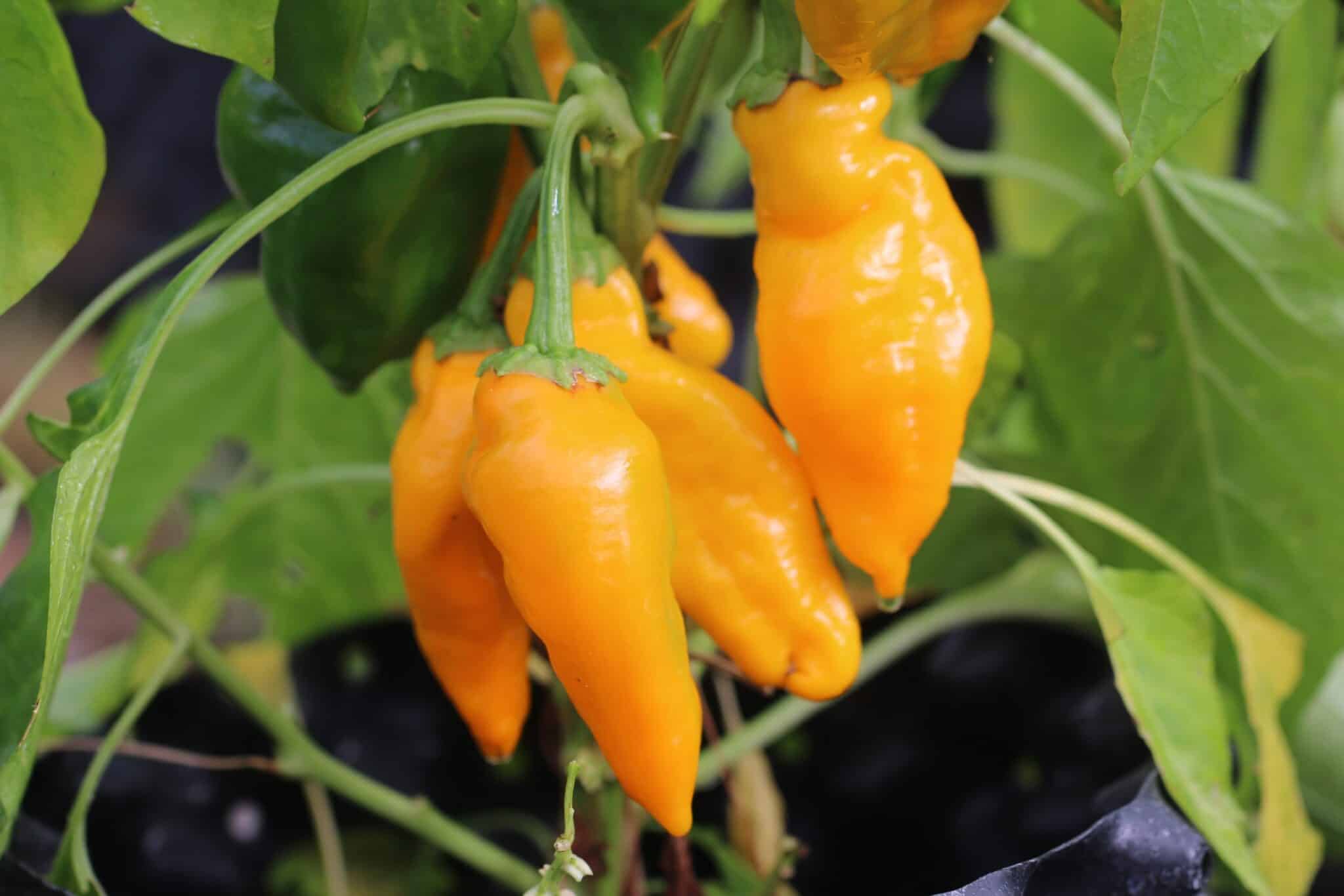 Monkey Face (Capsicum annuum) fröer