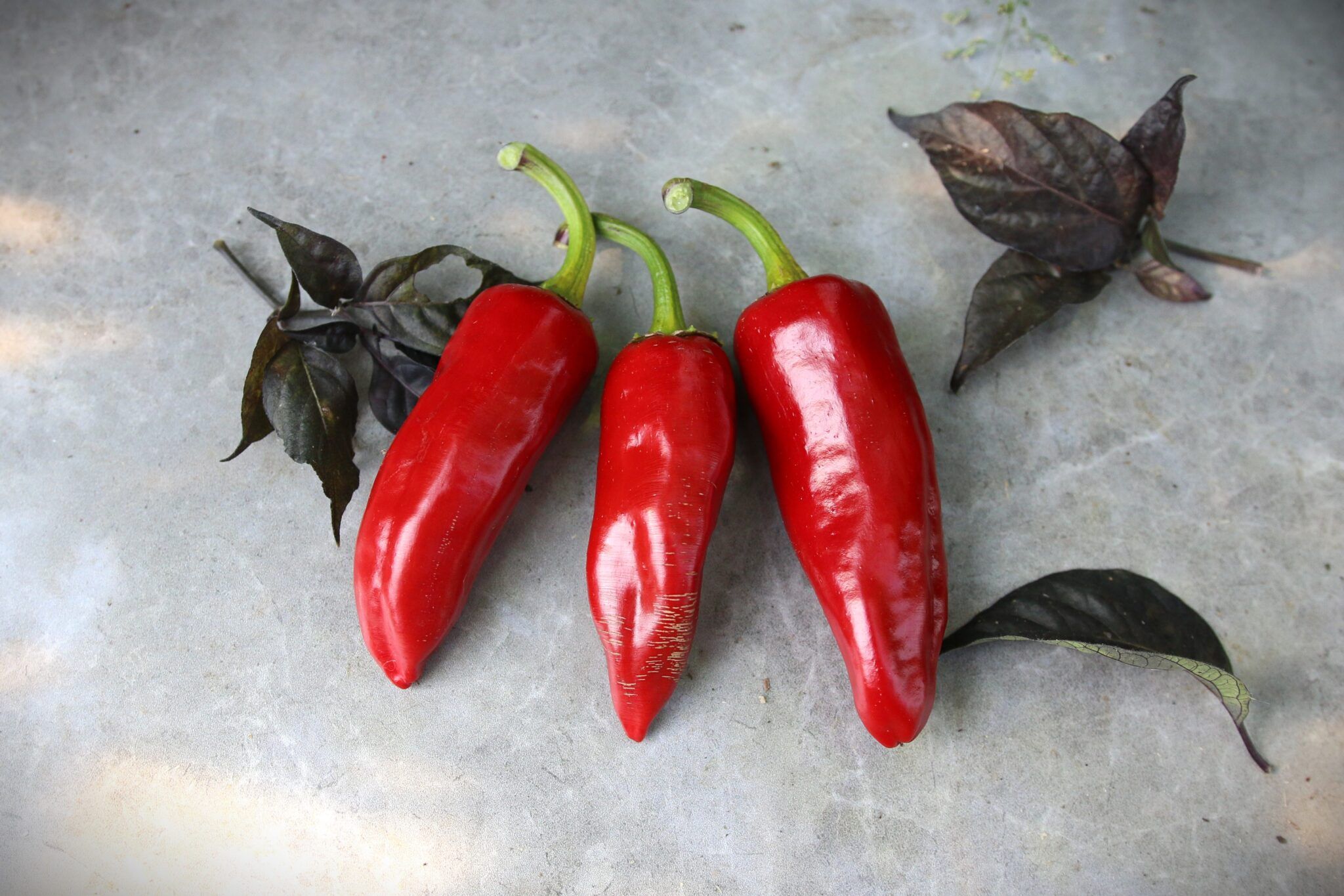 Espelette (Capsicum annuum) fröer