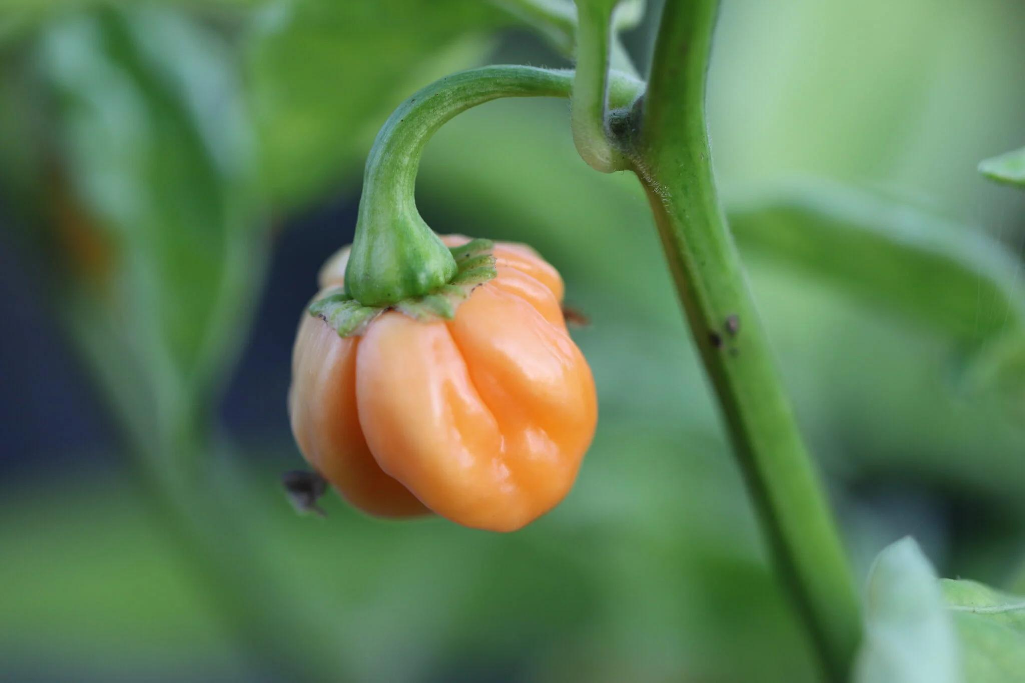 7 pot Peach (Capsicum chinense) fröer