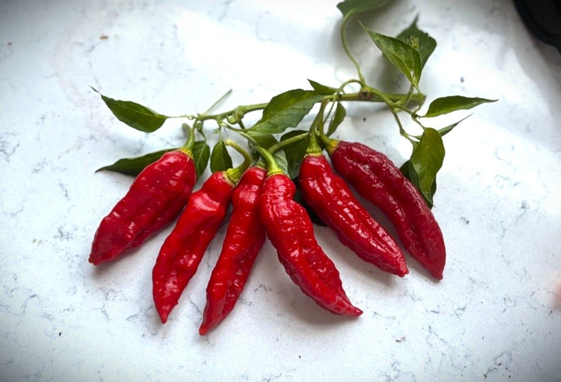 Carbonero Red (Capsicum chinense) - röd fröer