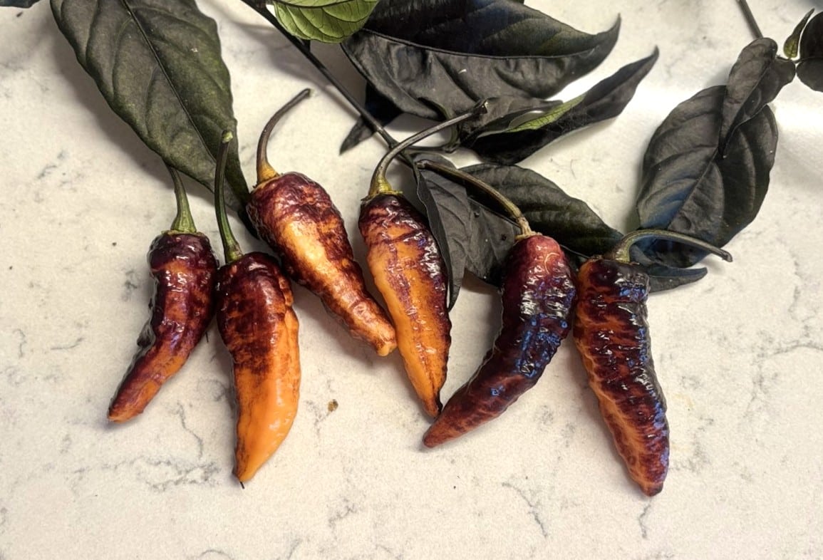 Hallows Eve (Capsicum annuum) - röd fröer