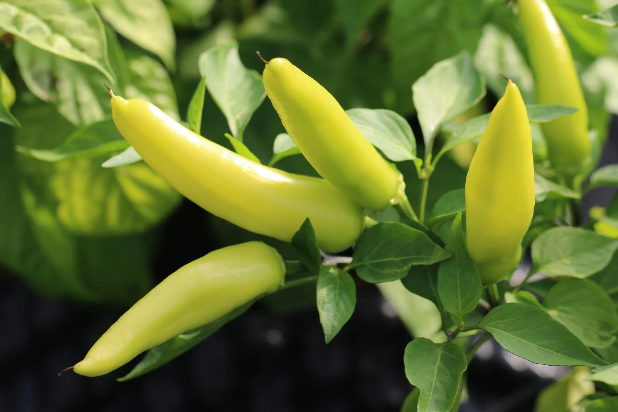 Hungarian Hot Wax Yellow fröer