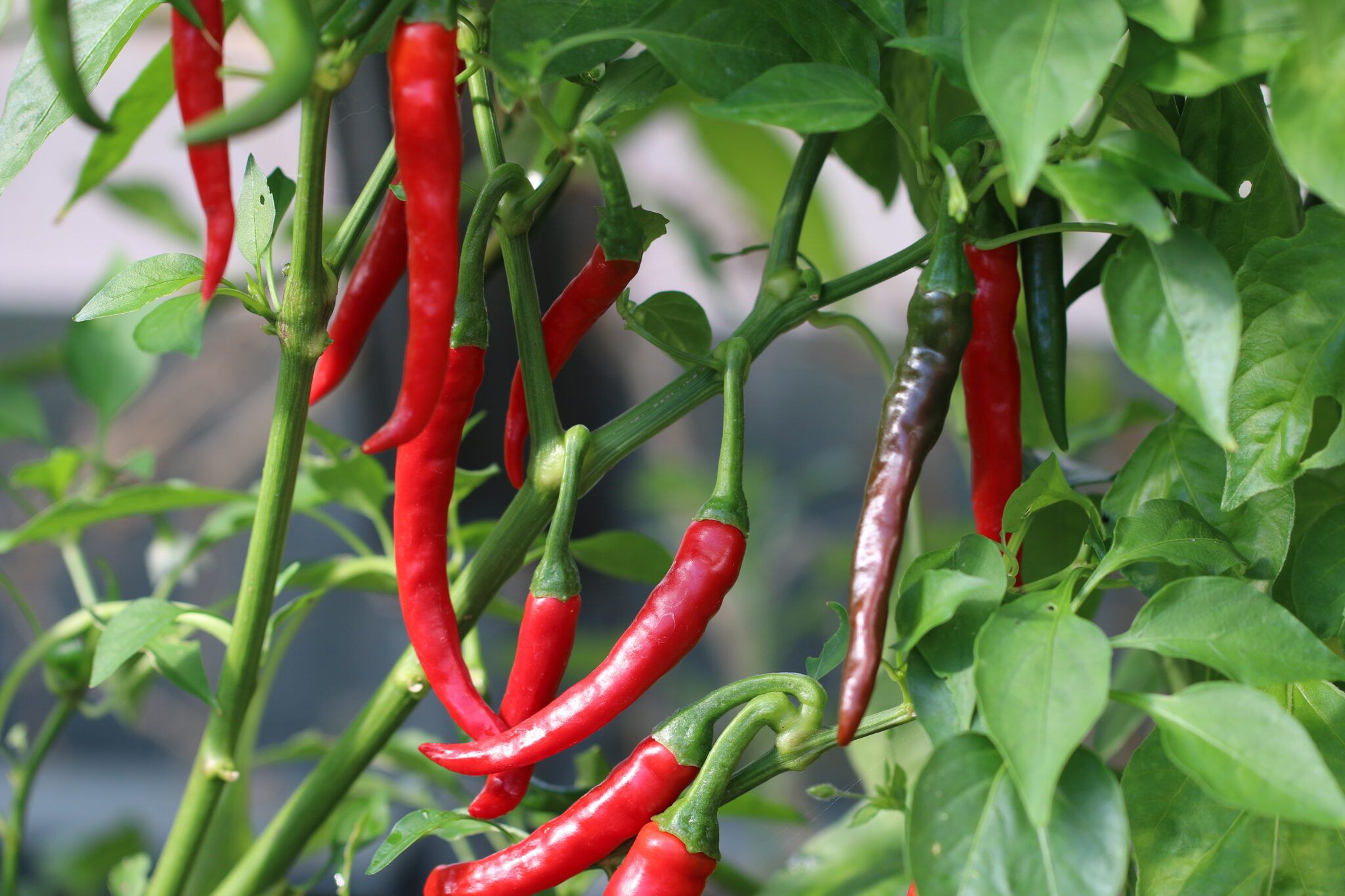 Ring of Fire (Capsicum annuum) - röd fröer