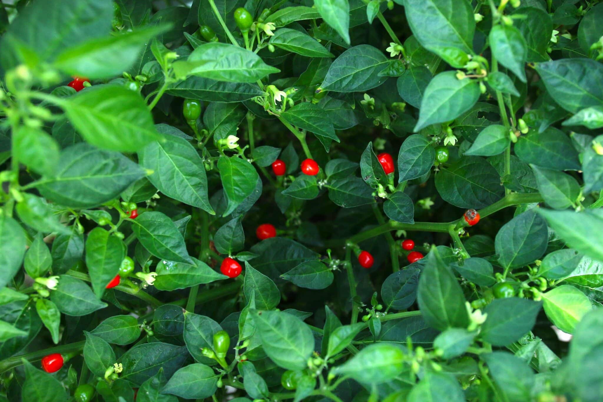 Aji Charapita Red fröer