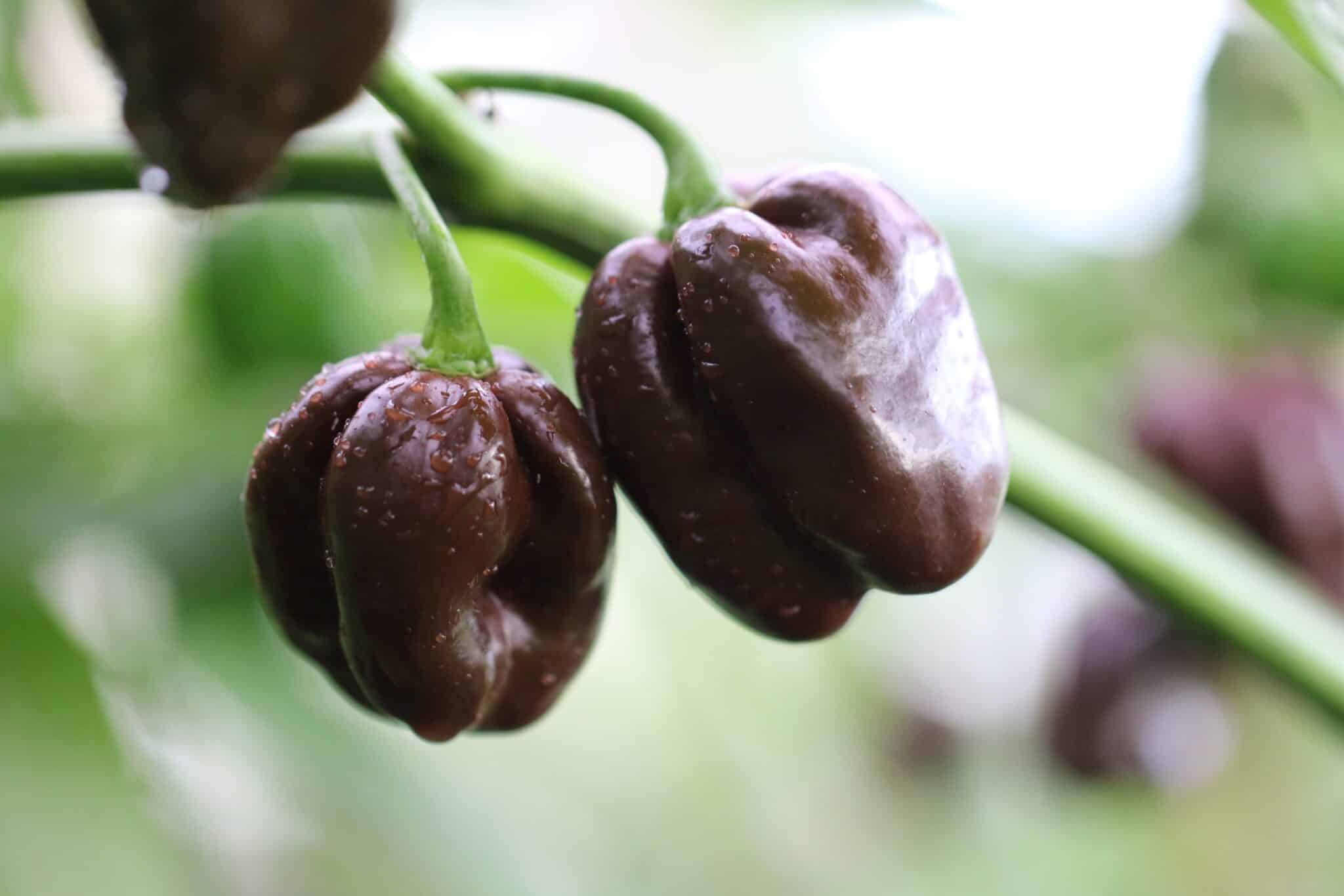 Scotch Bonnet Chocolate fröer