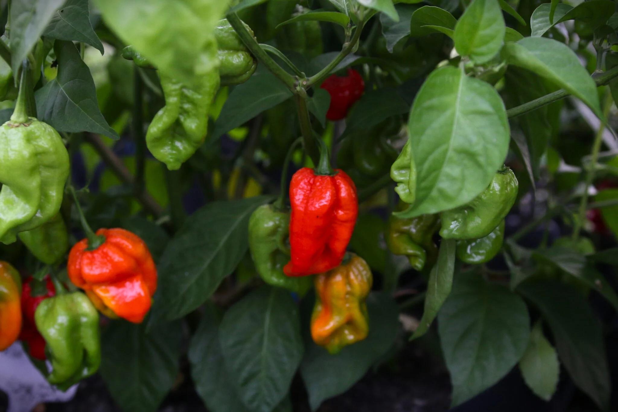 Red x DD - röd - Capsicum chinense fröer