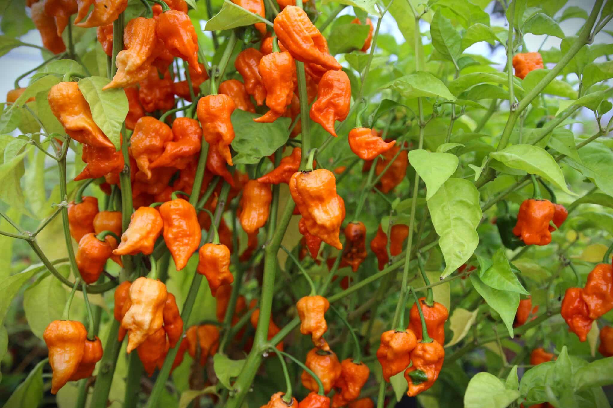 Bih Jolokia Orange (Capsicum chinense) fröer
