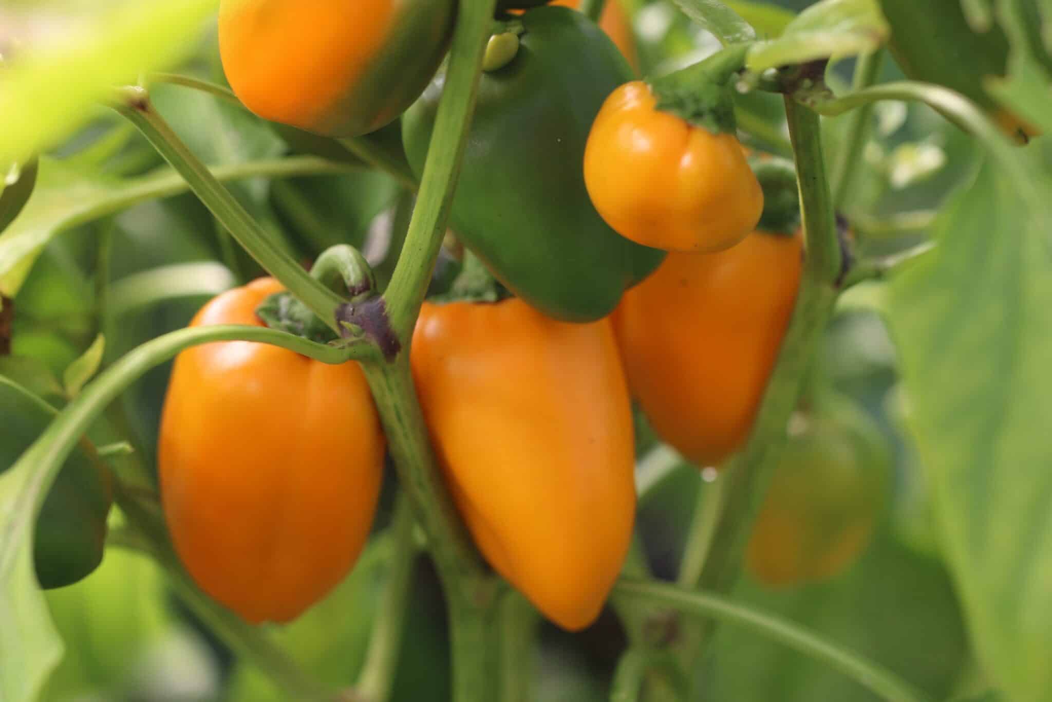 Lunchbox Orange (Capsicum annuum) fröer