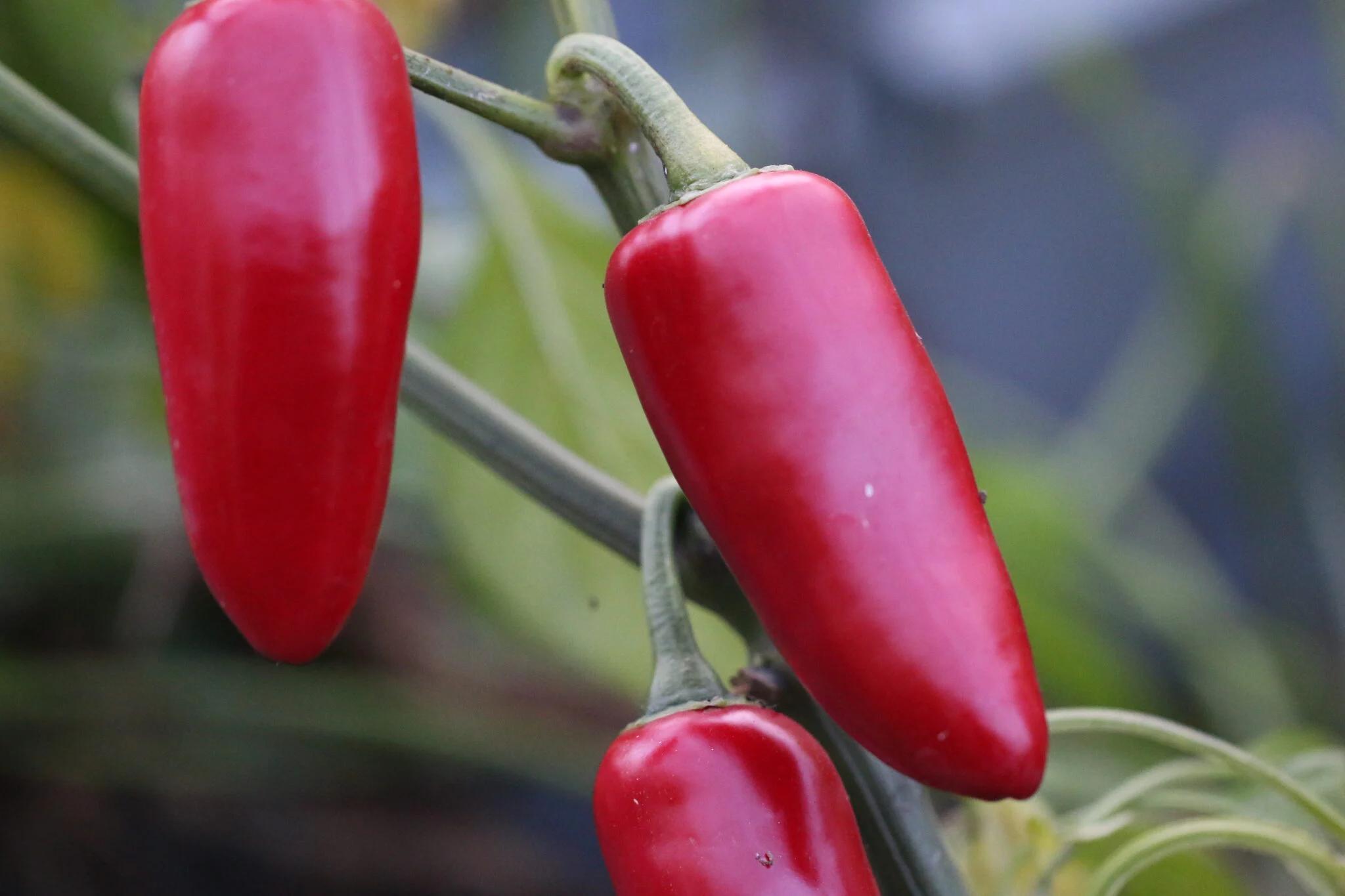Jalapeno Emerald Fire (Capsicum annuum) fröer