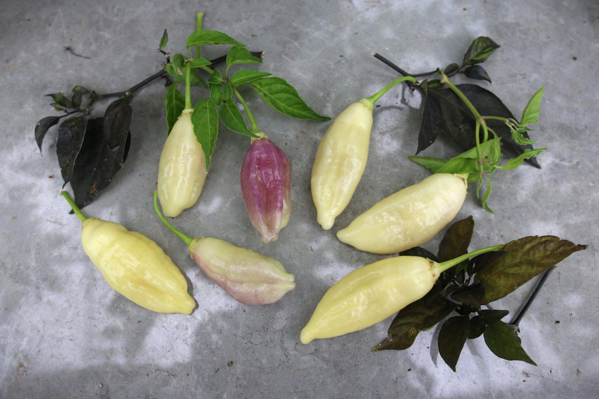 Icicle/Istapp (Capsicum baccatum) fröer