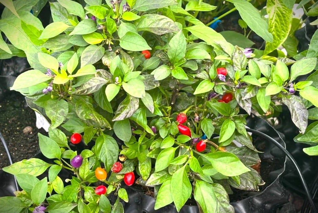 Bolivian Rainbow fröer