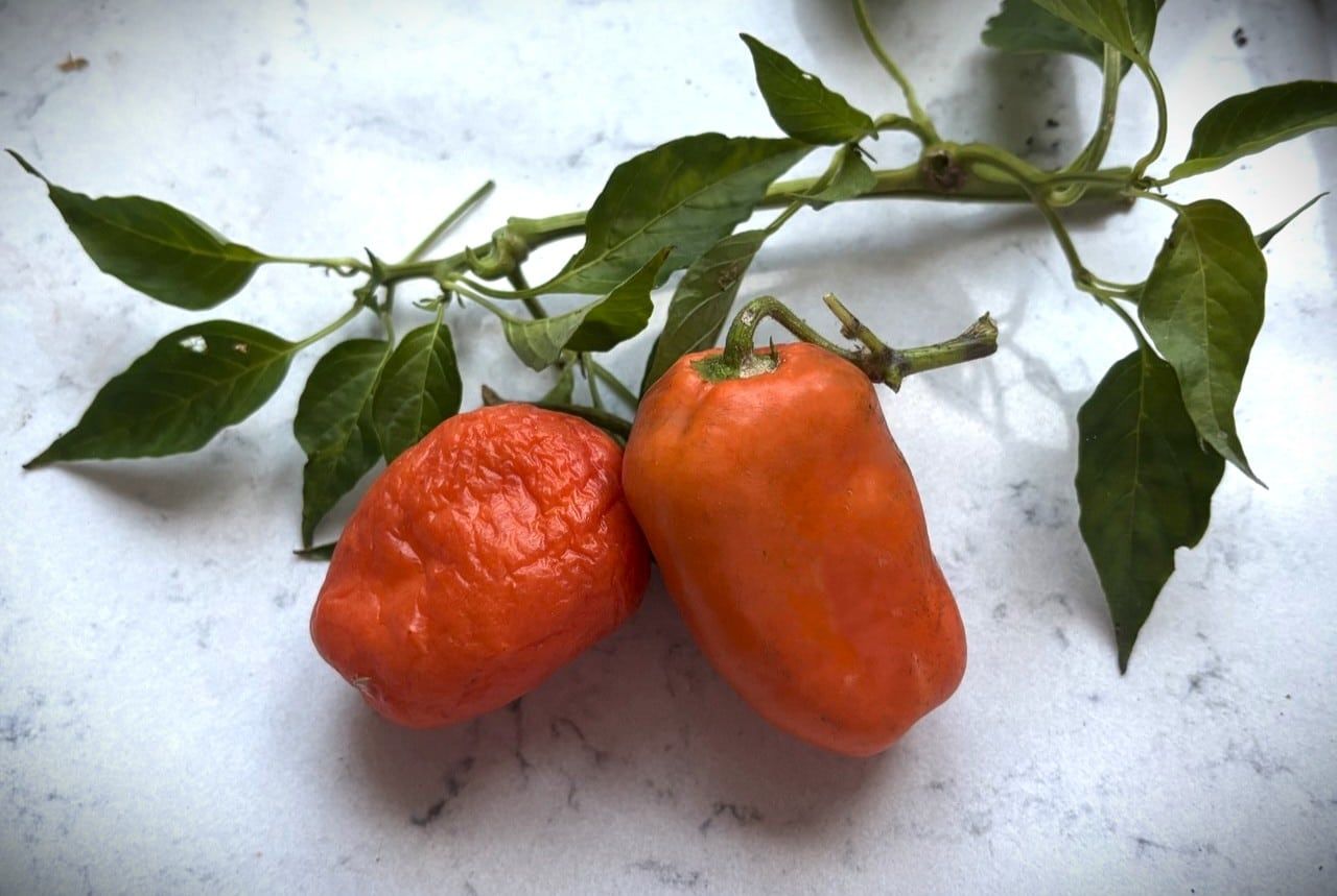 Rocoto Oculto Clef (Capsicum pubescens) - orange fröer