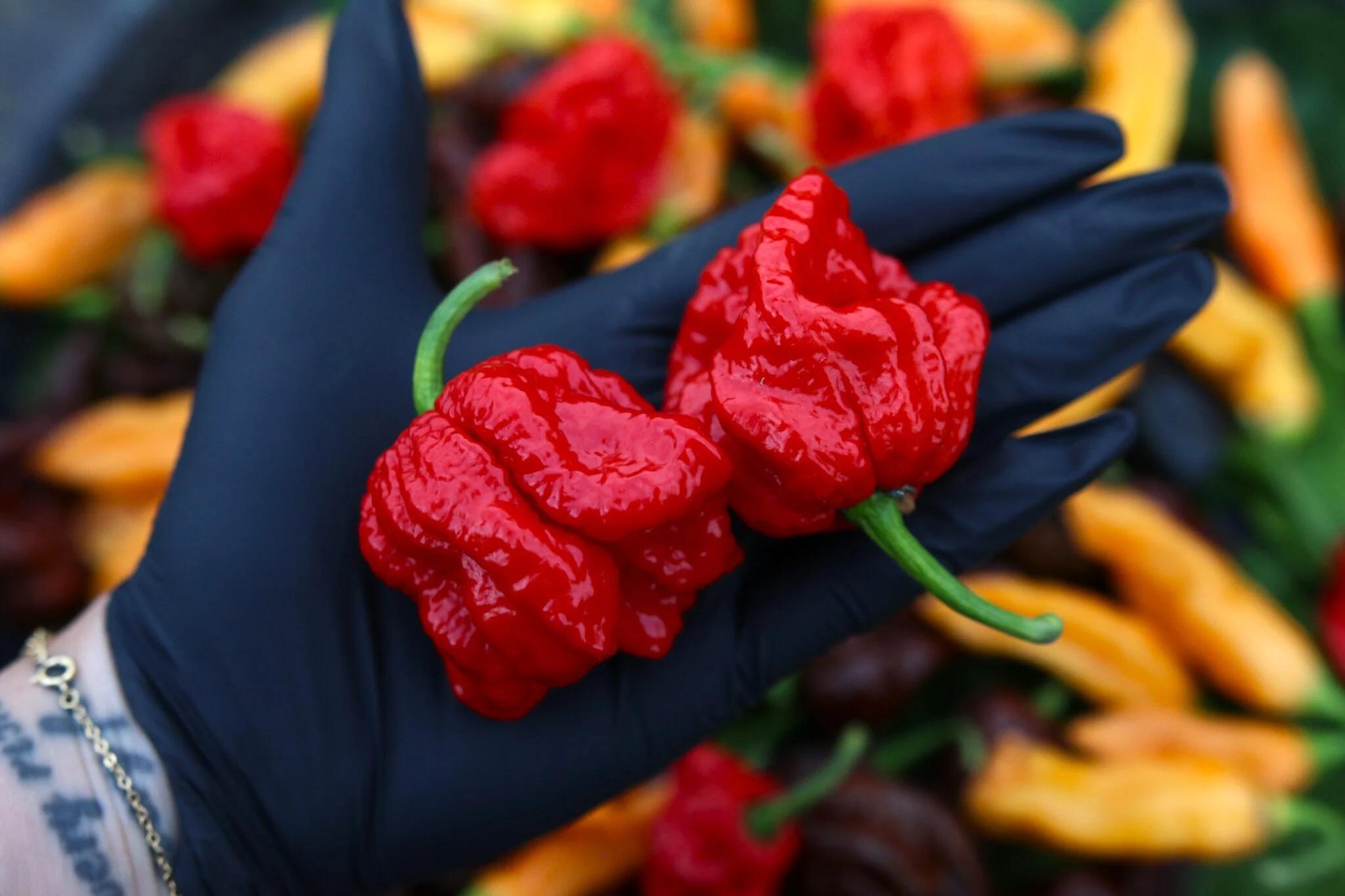 Primo Lucifer XL (Capsicum chinense) - röd fröer