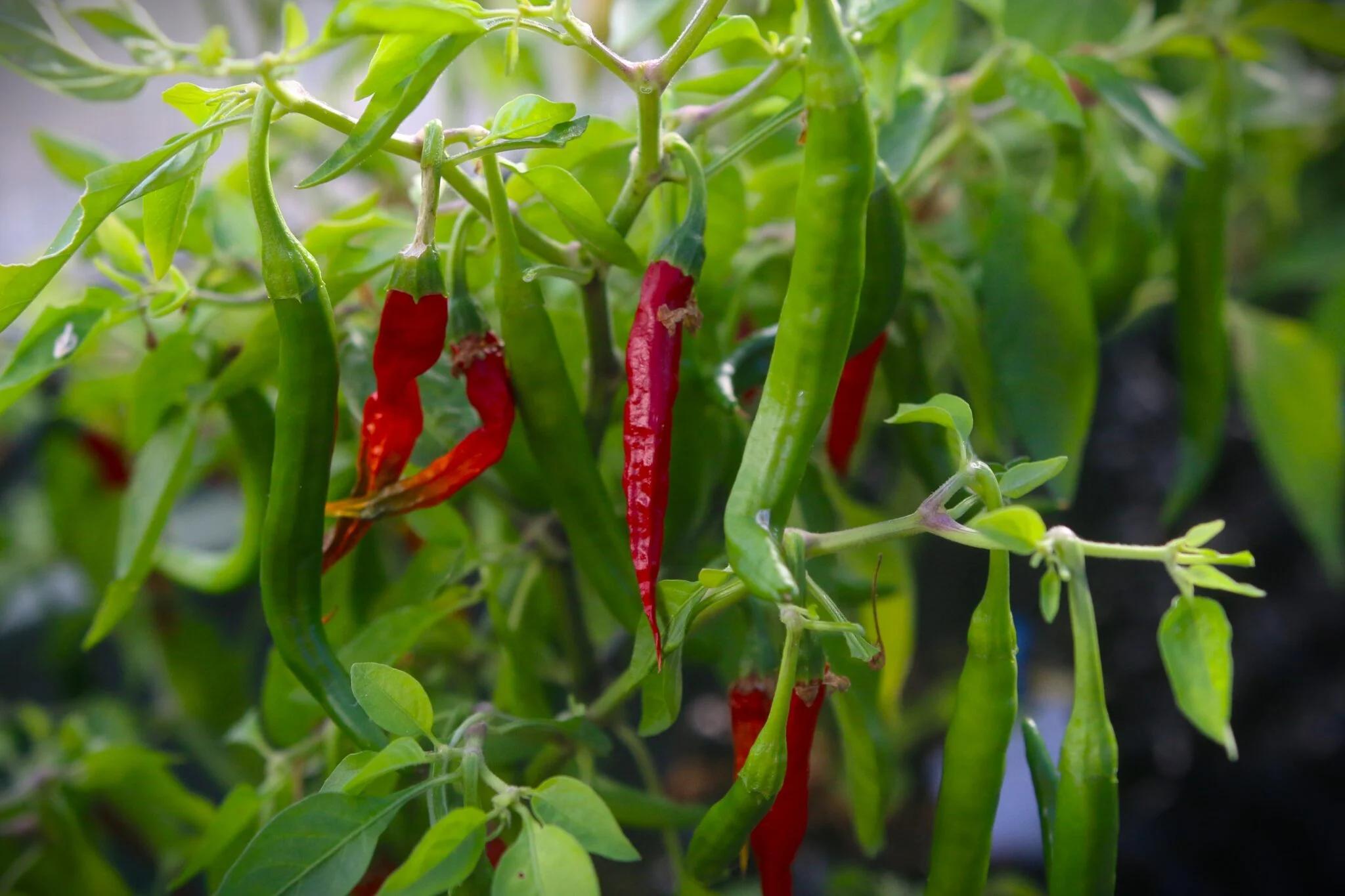 Kandy Sri Lanka (Capsicum annuum) - röd fröer