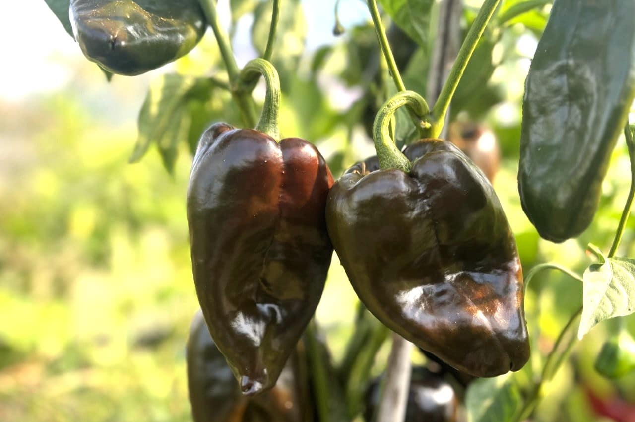 Ancho Poblano (Capsicum annuum) fröer