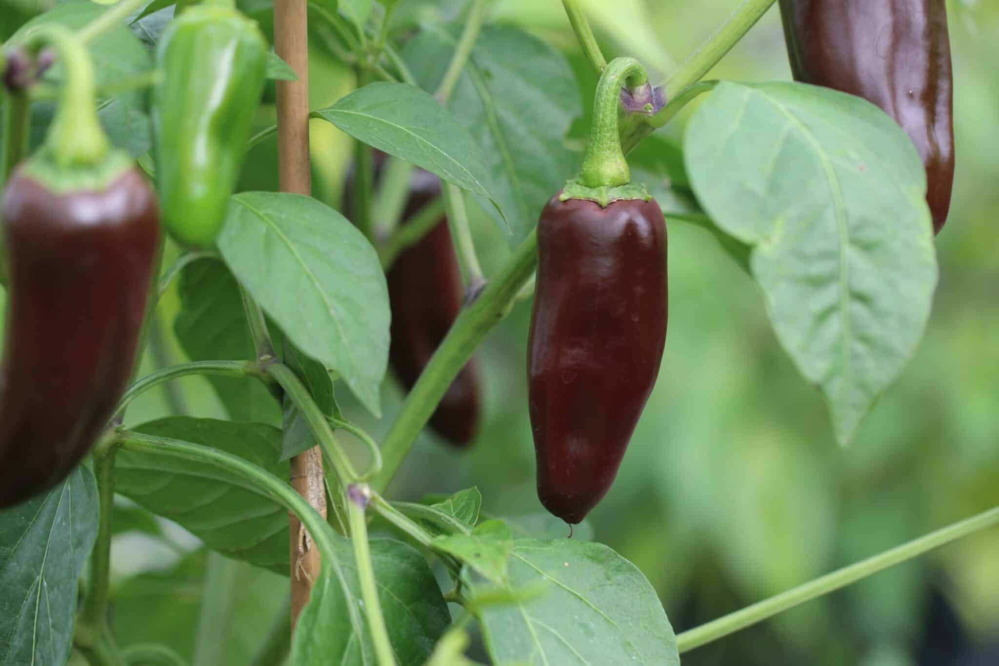 Jalapeno Brown (Capsicum annuum) fröer