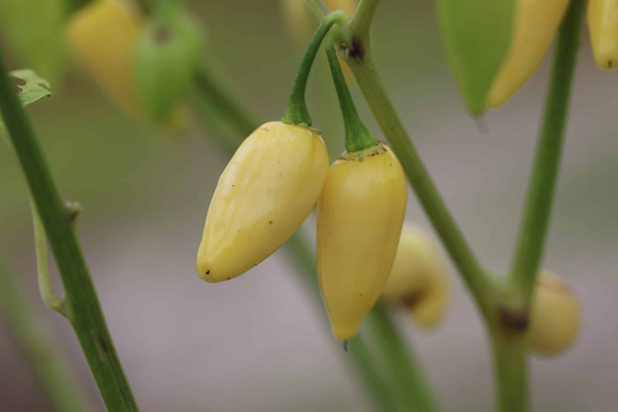 Coyote Zan White (Capsicum chinense) - vit fröer