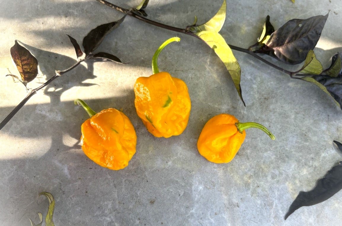 Trinidad Scorpion Moruga Yellow fröer