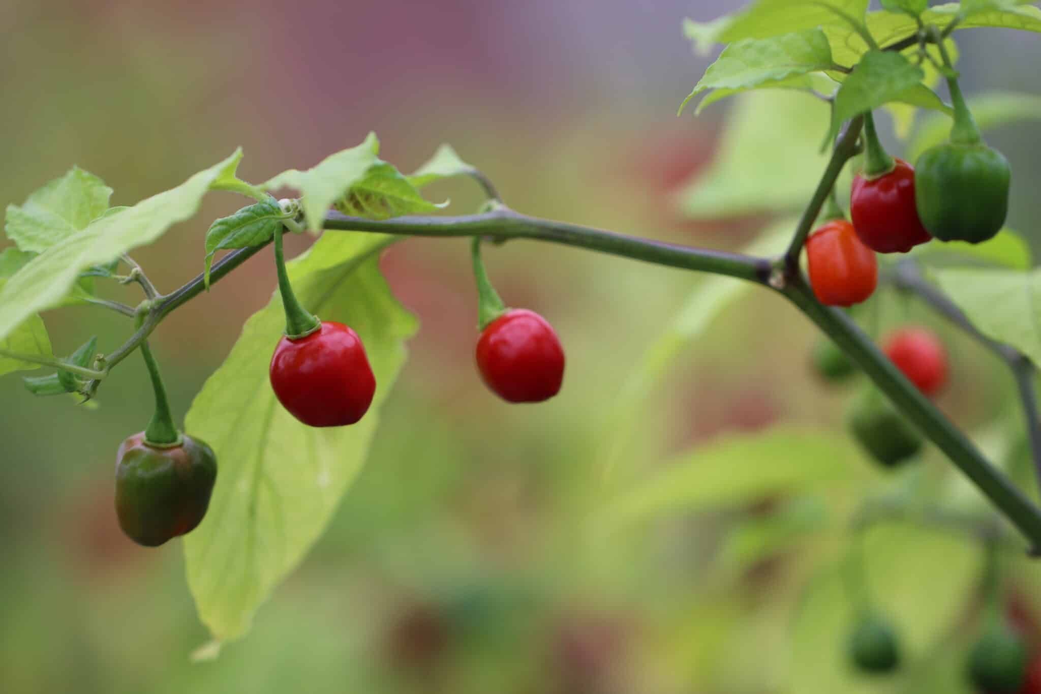 Aji Cochabamba (Capsicum baccatum) fröer