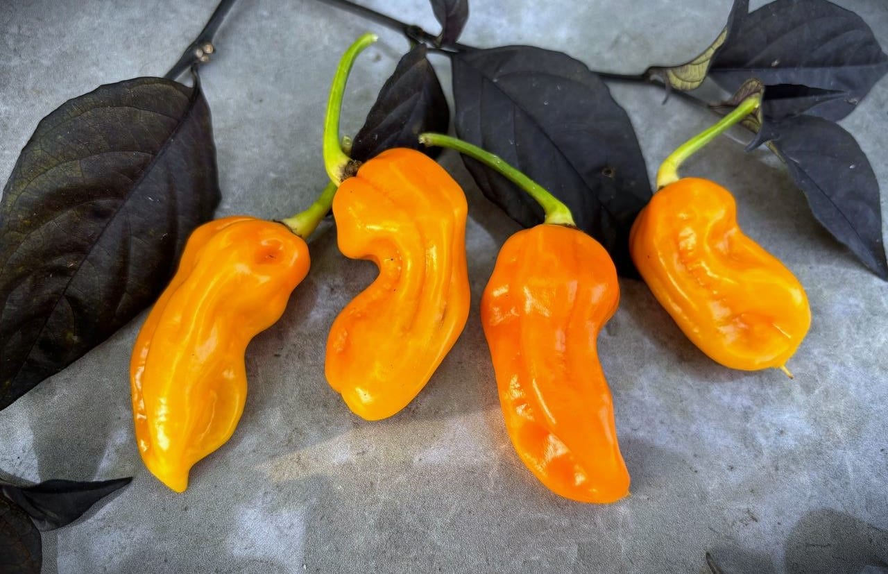 7 Pot Chaguanas Yellow (Capsicum chinense) fröer