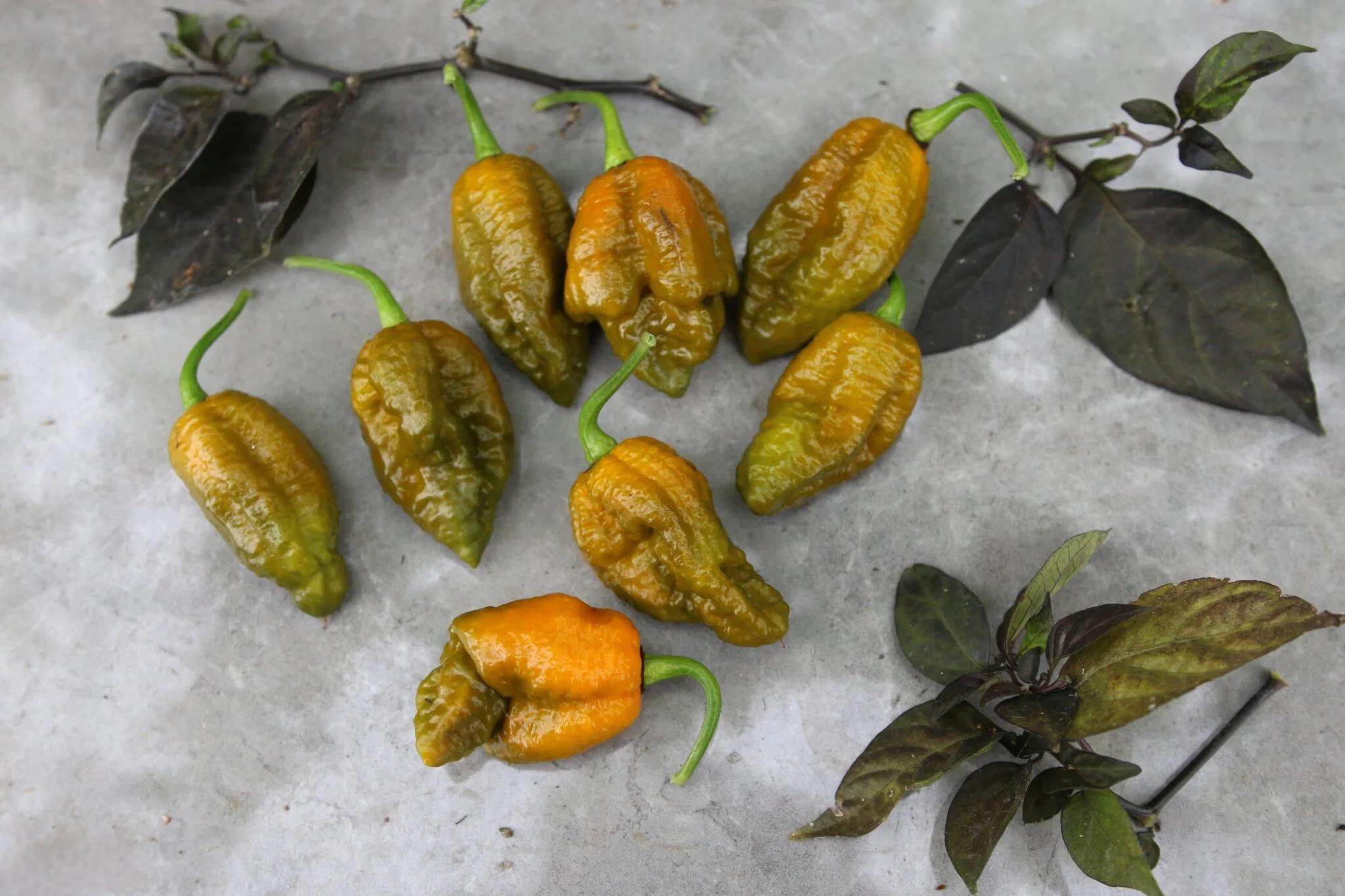 Mustard Moruga Brains x Gator Jigsaw fröer