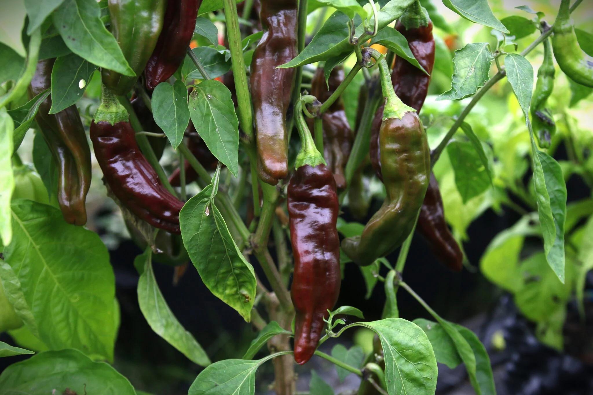Ethiopian Brown fröer