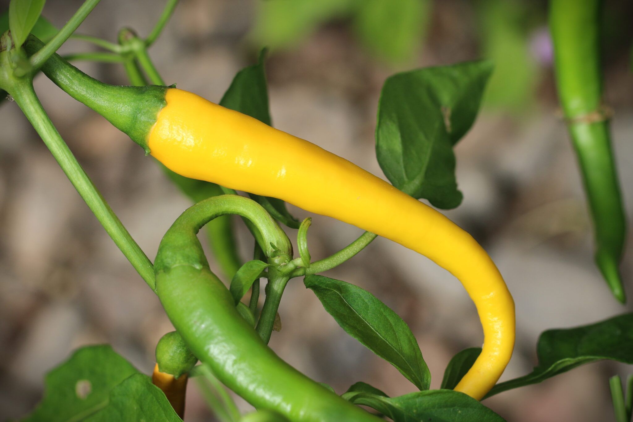 Cayenne Yellow (Capsicum annuum) - gul fröer