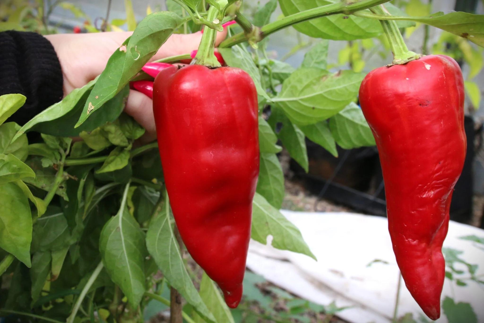 Tekne Dolmasi (Capsicum annuum) fröer