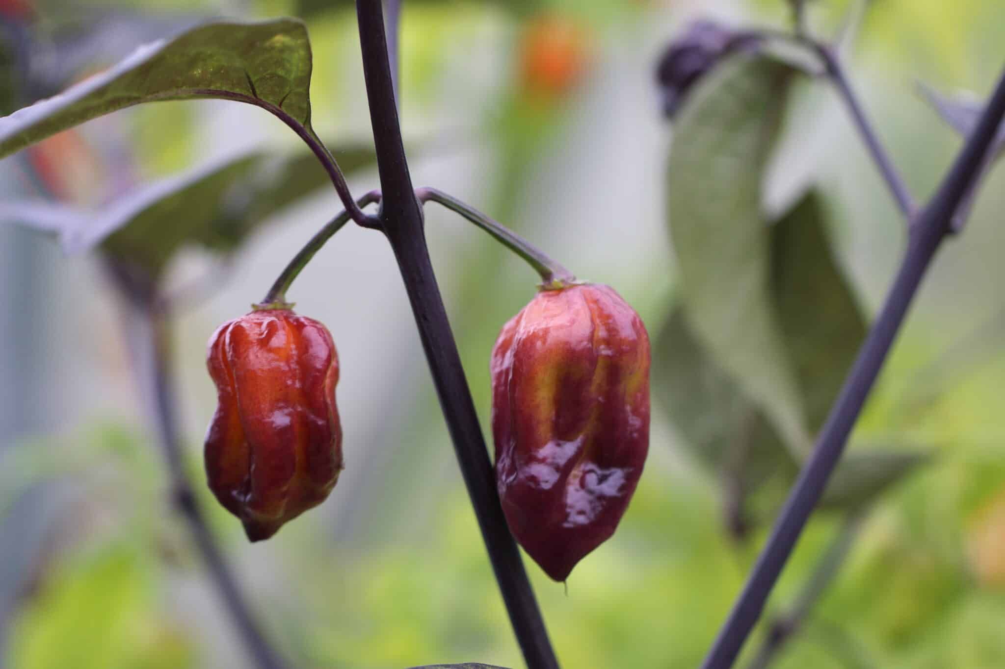 Yaki Red (Capsicum chinense (hybrid)) fröer